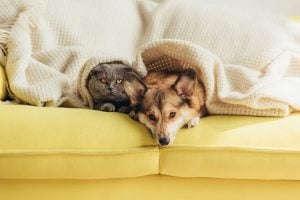 How to Keep Your Home Air Conditioner Healthy When You Have Pets