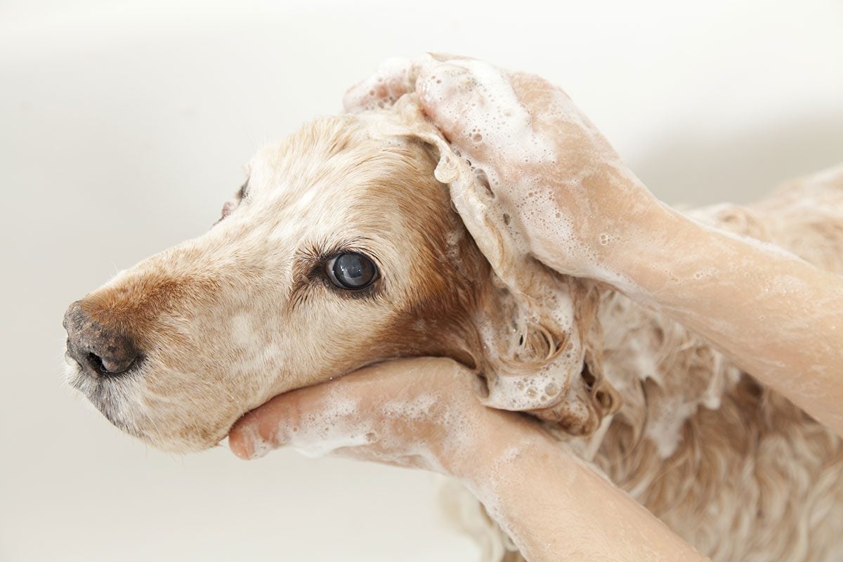 Dog getting a bath to keep the home’s AC system clean of hair and dirt.