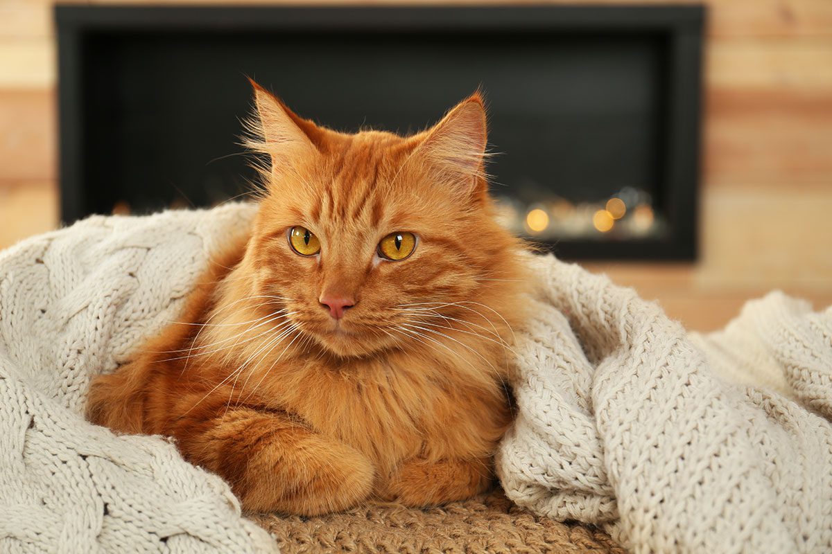 House cat warm in a home with proper heating and cooling temperatures.