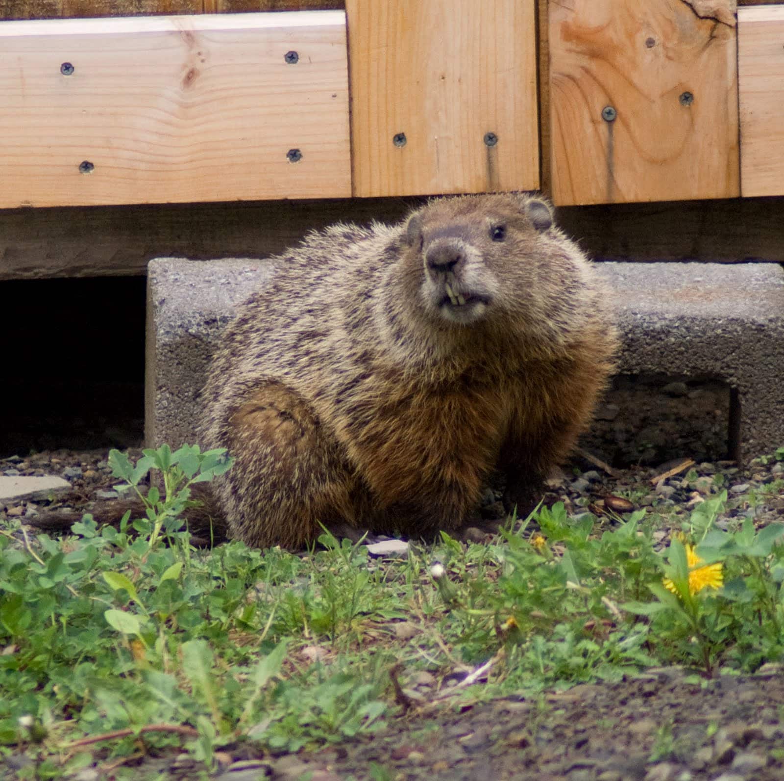 hog_under_a_boston_porch